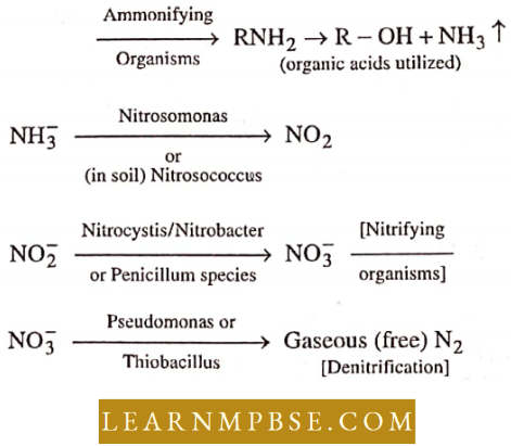 Ecosystem Nitrogenous Compounds