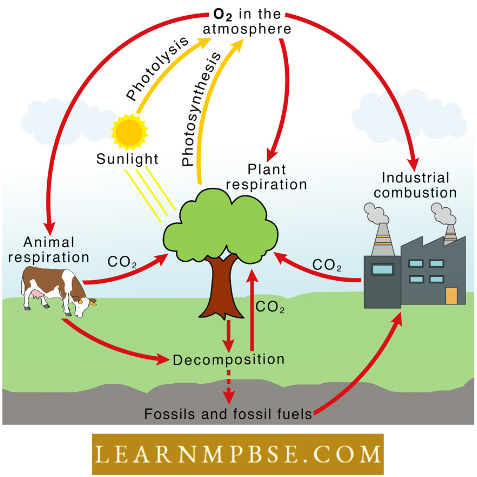 Ecosystem Oxygen Cycle In Nature