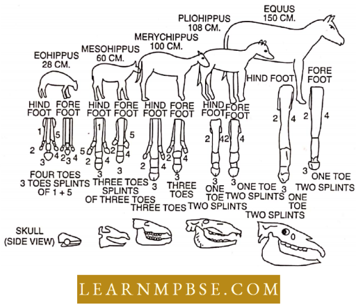 Evolution Of Horse