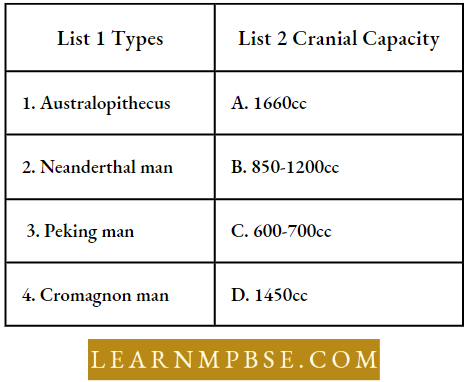 Evolution Of Man Cranial Capacity And Types