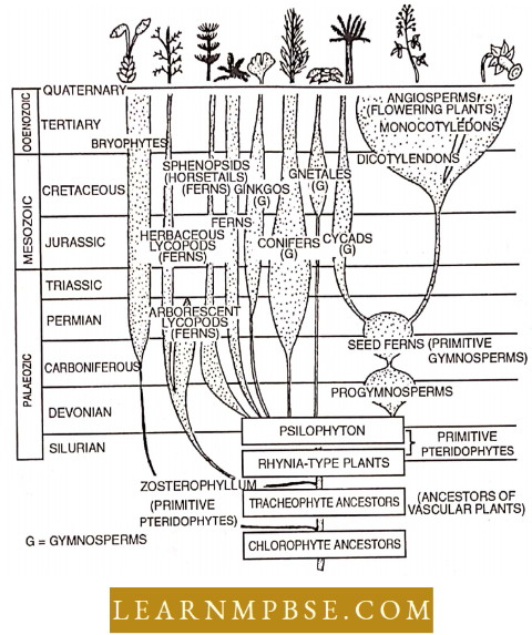 Evolution Of Plants