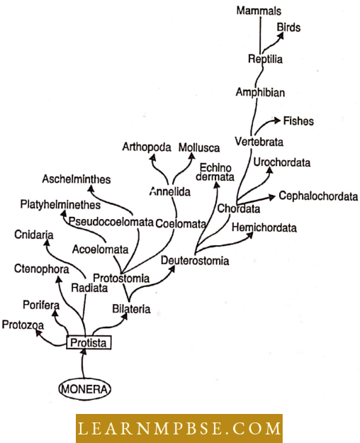 Evolutionary Tree Of Animal Kingdum