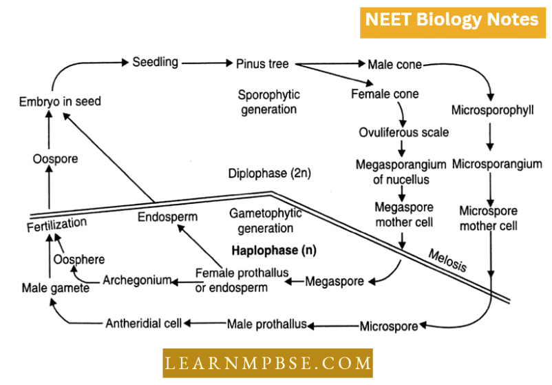 Gymnosperms Graphical Representaton Of Life Cycle Of Pinus Showing Alternation Of Generation