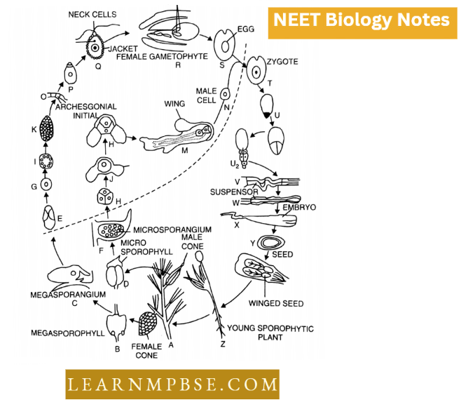Gymnosperms Life Cycle OF Pinus