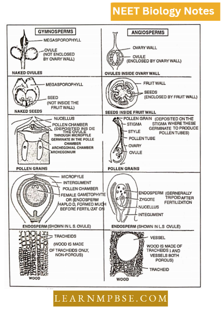 Gymnosperms Main Difference Between Gymnosperms And Angiosperms