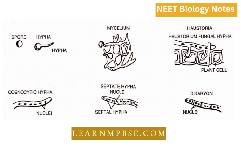 Kingdom Fungi Basic Features Of Fungal Anatomy