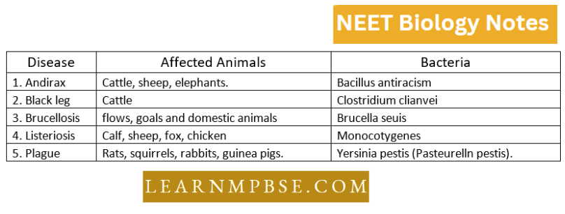 Kingdom Monera Important ANimal Disesases Caused By Bacteria