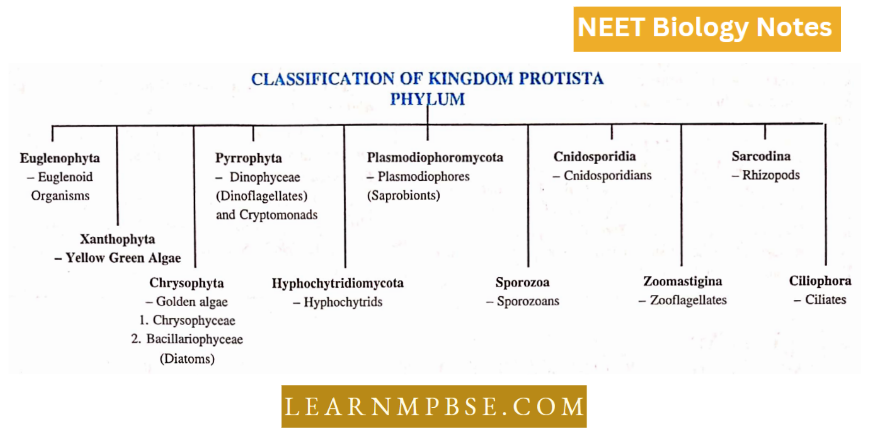 Kingdom Protista Classification of kingdom Protista Phylum