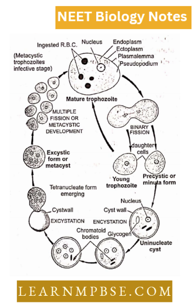 Kingdom Protista Entamoeba Histolytica