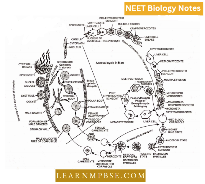 Kingdom Protista Life cycle of Malarial Parasite (Plasmodium vivax)
