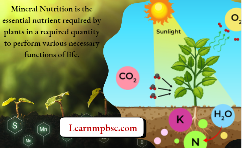 Mineral Nutrition in Plants MCQs for NEET Biology