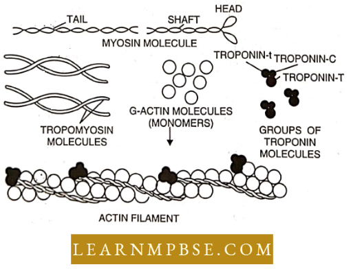 Muscular system Chemical Composition Of Muscle Fibres