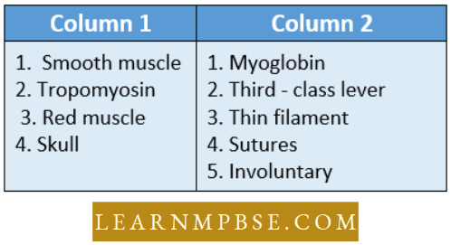 Muscular system Match The Column 1 And 2 Question 92