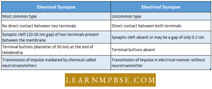 Nervous System Difference Between Chemical Synapse And Electrical Synapse