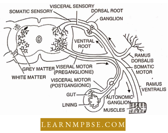 Nervous System Functional Unit Of Spinal Cord