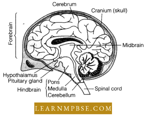 Nervous System Parts Of Brain