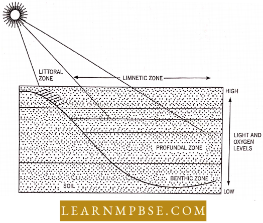 Organism And Environment Species And Population The Zones In Lake Water As Determined By Gradients Of Light Oxygen And Temperature From The Water Surface To Lake Bottom