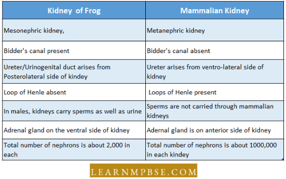 Osmoregulation And Excretion In Animals Excretory System Difference Between Between Kidney Of Frog And Mammalian Kidney