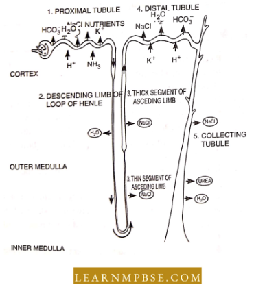 Osmoregulation And Excretion In Animals Excretory System Filtration ,Reabsorption And Secretion At Different Parts Of Nephron