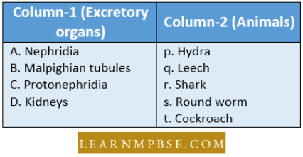 Osmoregulation And Excretion In Animals Excretory System Match The Excretory Organs Question19