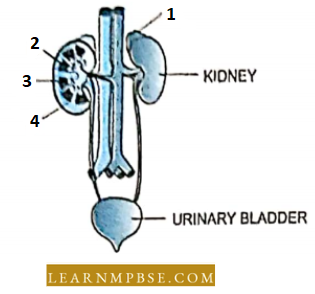 Osmoregulation And Excretion In Animals Excretory System Figure Shows Human Urinary Question 01