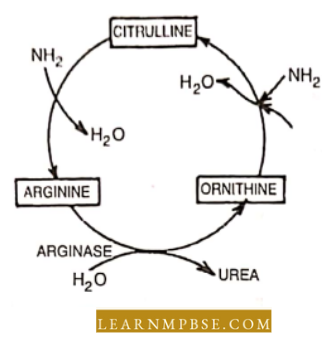 Osmoregulation And Excretion In Animals Excretory System Ornithine Cycle
