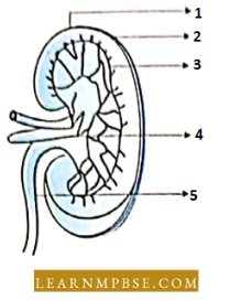 Osmoregulation And Excretion In Animals Excretory System Refer The Following Diagram Question 42