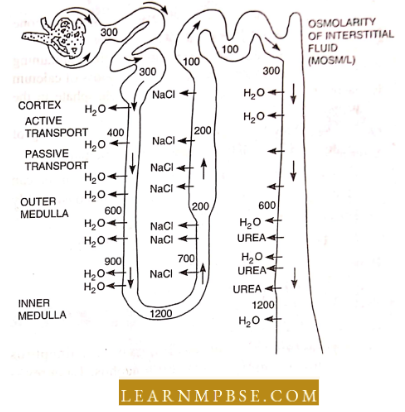 Osmoregulation And Excretion In Animals Excretory System Water Conservation And Production Of Concentrated Urine In Renal Tubule