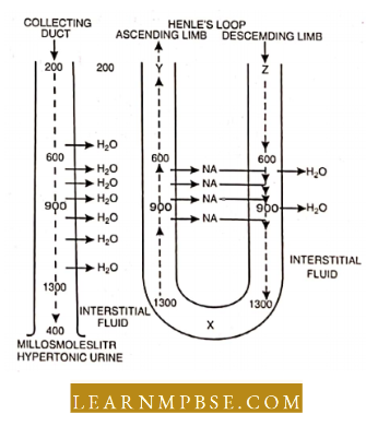 Osmoregulation And Excretion In Animals Excretory System What Is The Value Of X,Y,Z Question 118