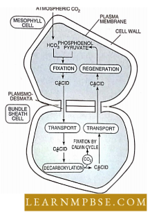 Photosynthesis And Translocation Of Organic Solutes C4 Photosynthetic Carbon Cycle