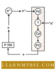Photosynthesis And Translocation Of Organic Solutes Chart Of Photophosphosphorylation Question 42.