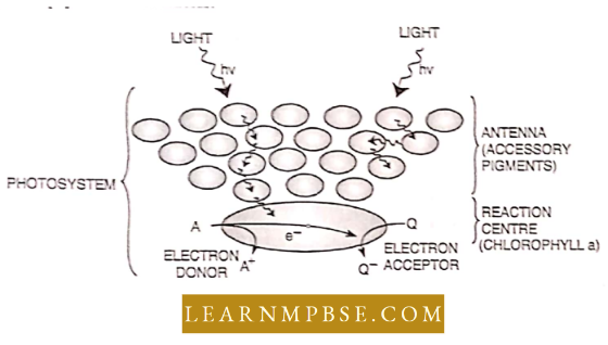 Photosynthesis And Translocation Of Organic Solutes Conversion Of Light Into Electrical Energy