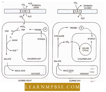 Photosynthesis And Translocation Of Organic Solutes Crassulacean Acid Metabolism