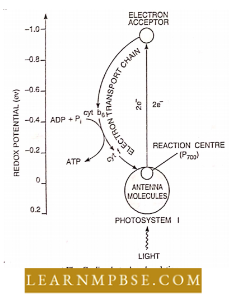 Photosynthesis And Translocation Of Organic Solutes Cyclic Photophosphorylation