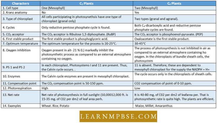 Photosynthesis And Translocation Of Organic Solutes Differences Between C3 And C4 Plants