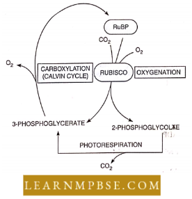 Photosynthesis And Translocation Of Organic Solutes Photorespiration Involves Oxygenation