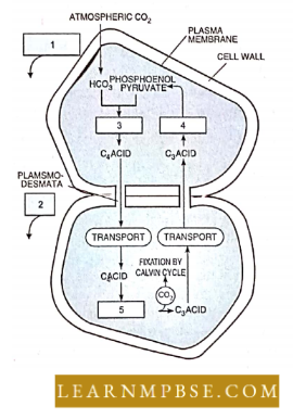 Photosynthesis And Translocation Of Organic Solutes The Hath And Slack Pathway Question 59