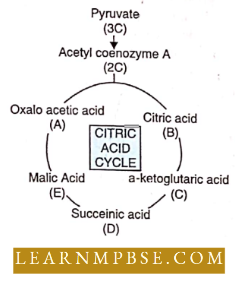 Photosynthesis And Translocation Of Organic Solutes Choose The Correct Combination Question .41
