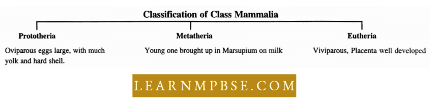 Phylum Chordata Classification Of Class Mammalia