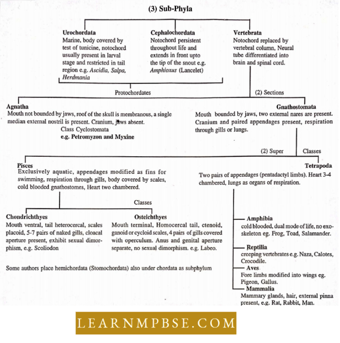 Phylum Chordata Classification Of Phylum Chordata