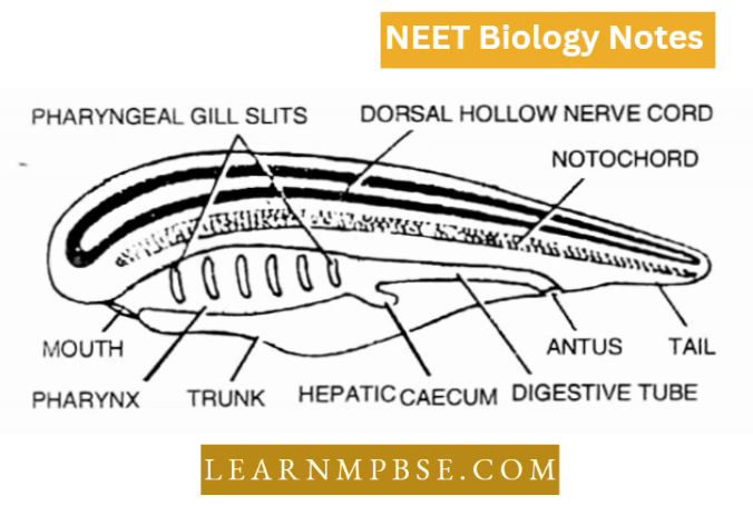 Phylum Chordata Diagrammatic Side View Of A Chordate Showing The Three Fundamental Chordate Characters.