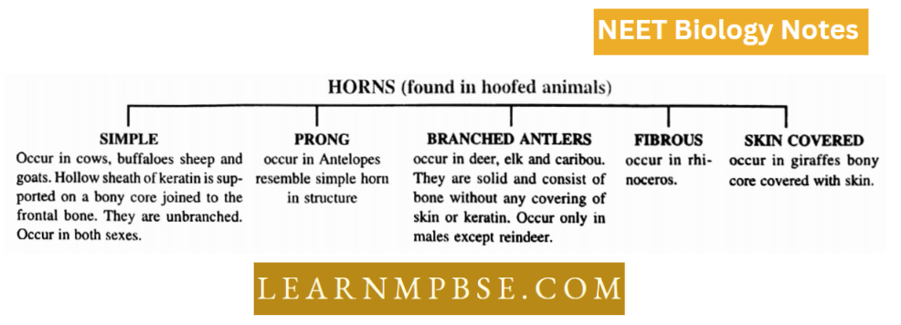 Phylum Chordata Horns Found in hoofed Animals