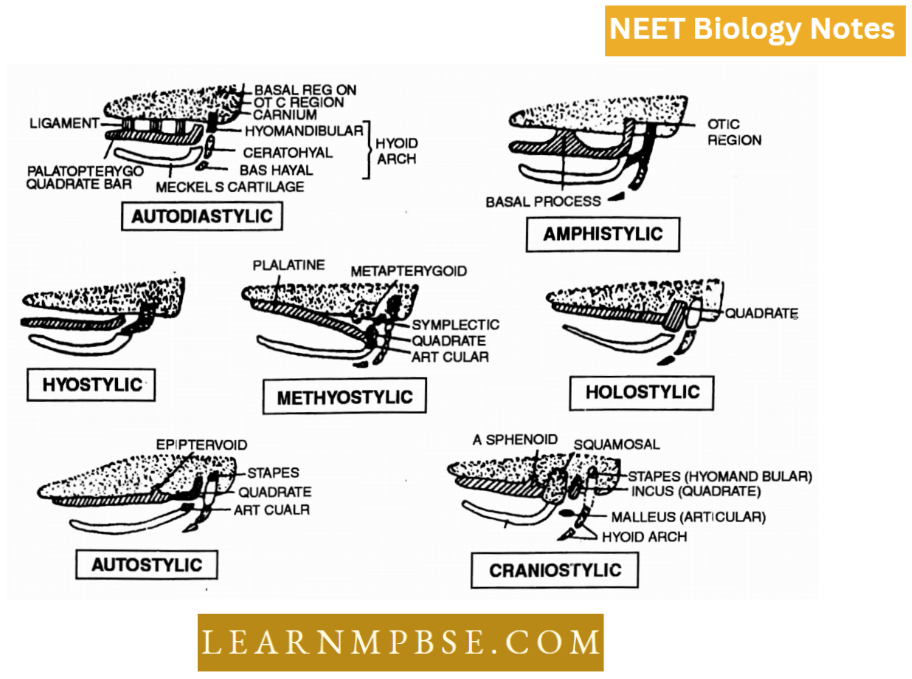 Phylum Chordata Kinds Of Jaw Supension