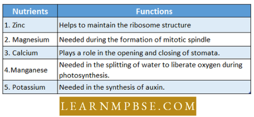 Plant And Nutrition Special Modes Mineralof Nutrition In Plants Find Out Correctly Question 40