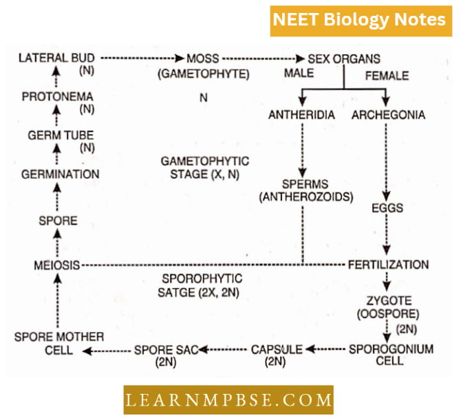 Plant Kingdom-Bryophyta Alternation Of Generations