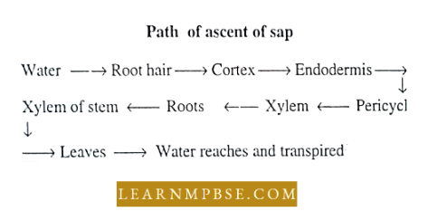 Plant Water Relation Water Relations Of A Cell Path Of Ascent Of Sap