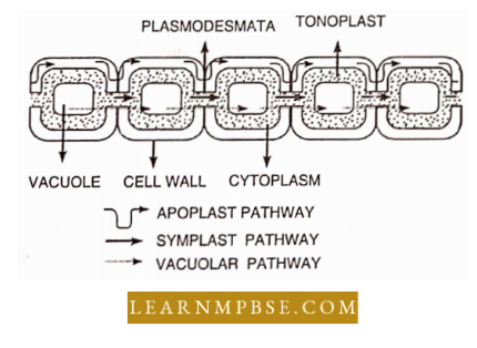 Plant Water Relation Water Relations Of A Cell Path Ways Of Water Movement