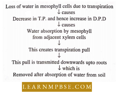Plant Water Relation Water Relations Of A Cell Principle Involved In Theory of Active Water Absorbtion