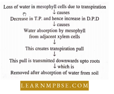 Plant Water Relation Water Relations Of A Cell Theory Of Passive Absorbtion