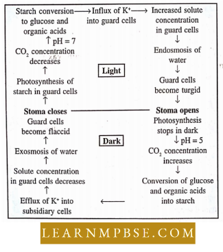 Plant Water Relation Water Relations Of A Cell Theory Of k+ transport And Hormonal Regulation